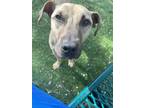 Adopt Eve a Tan/Yellow/Fawn American Pit Bull Terrier / Mixed dog in Duluth