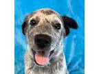 Adopt Hamlet *foster needed* a White - with Black Australian Cattle Dog / Cattle