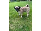 Adopt Bobby a Tan/Yellow/Fawn Pug / Mixed dog in Brights Grove, ON (41341976)