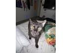 Adopt Alfie a Black (Mostly) Bombay / Mixed (medium coat) cat in Austin
