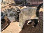 Adopt Tatertot a Hound (Unknown Type) / Mixed Breed (Medium) / Mixed dog in
