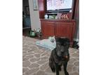 Adopt Molly a Black Shar Pei / Mixed dog in Indianapolis, IN (41342000)