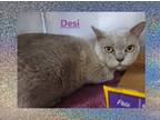 Adopt Desi a Burmese / Mixed (short coat) cat in Crystal Lake, IL (41341999)