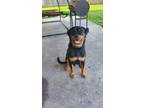 Adopt Zeus a Black - with Tan, Yellow or Fawn Rottweiler / Mixed dog in Baytown