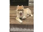 Adopt Phoenix a Tan/Yellow/Fawn - with White Pomsky / Mixed dog in Union