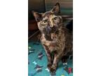 Adopt Roper a Domestic Shorthair / Mixed (short coat) cat in Ocala