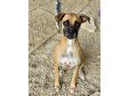 Adopt Morgana a Tan/Yellow/Fawn Boxer / Mixed dog in Austin, TX (39692284)