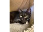 Adopt Blizzard a Domestic Shorthair / Mixed (short coat) cat in Corpus Christi