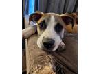 Adopt Snowball a White - with Brown or Chocolate Pit Bull Terrier dog in