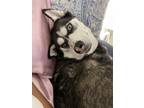 Adopt Maya a Black - with White Husky / Mixed dog in Orlando, FL (41091945)