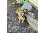 Adopt (ba) Lacie a Mixed Breed (Medium) / Mixed dog in Fargo, ND (41341801)