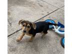 Adopt (ba) Lacie a Mixed Breed (Medium) / Mixed dog in Fargo, ND (41341801)