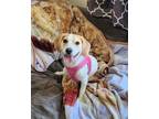 Adopt Casi a Tan/Yellow/Fawn - with White Beagle / Mixed dog in Morganville