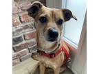Adopt Bella a Tan/Yellow/Fawn - with White Terrier (Unknown Type