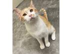 Adopt Trey a Domestic Shorthair / Mixed (short coat) cat in Mt.