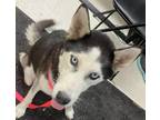 Adopt Raya a Husky / Mixed dog in Mt. Gilead, NC (41341779)