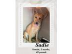 Adopt Sadie a Tan/Yellow/Fawn Carolina Dog / Mixed Breed (Medium) dog in