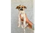 Adopt Gracie a White - with Tan, Yellow or Fawn Jack Russell Terrier / Jack