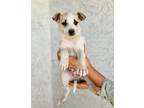 Adopt Harley a Tricolor (Tan/Brown & Black & White) Jack Russell Terrier / Jack