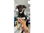 Adopt Saphire a Black - with Tan, Yellow or Fawn Jack Russell Terrier /