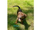 Adopt Rincon a Brown/Chocolate Mountain Cur / Mixed dog in Newport