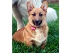 Adopt Rupert a Tan/Yellow/Fawn - with White Corgi / Mixed dog in Bedford Hills