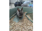 Adopt Lola a Grey/Silver American / American / Mixed rabbit in Manteo