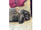 Adopt Dust Bunny a Black Mini Lop / Mixed Breed (Medium) / Mixed (short coat)
