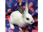 Adopt Eira a Other/Unknown / Mixed (short coat) rabbit in Scotts Valley