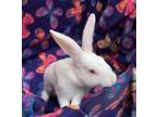 Adopt Lumi a Other/Unknown / Mixed (short coat) rabbit in Scotts Valley