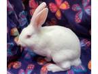 Adopt Andri a Other/Unknown / Mixed (short coat) rabbit in Scotts Valley