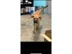 Adopt Winston a Black Mouth Cur / Mixed dog in Giddings, TX (41341701)