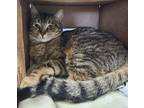 Adopt Tabitha a Domestic Shorthair / Mixed (short coat) cat in Fremont