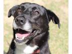 Adopt Tyra a Black - with White Labrador Retriever dog in Atlanta, GA (41322588)
