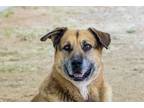 Adopt OSO a Black - with Brown, Red, Golden, Orange or Chestnut German Shepherd