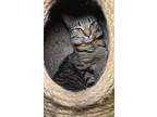 Adopt Ophelia a Spotted Tabby/Leopard Spotted Domestic Shorthair cat in