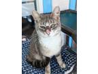 Adopt Sutton a Domestic Shorthair / Mixed (short coat) cat in Glenfield