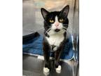 Adopt Sam a Domestic Shorthair / Mixed (short coat) cat in Glenfield