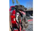 Adopt Medusa a Plott Hound / Mixed dog in Glenfield, NY (41160536)