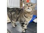 Adopt Summit a Domestic Mediumhair / Mixed (short coat) cat in Glenfield