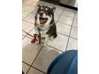 Adopt Hennessy a Brown/Chocolate - with White Pomsky / Mixed dog in Wantagh