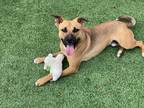 Adopt CURLY a Mixed Breed (Medium) / Mixed dog in Richland Hills, TX (40891167)