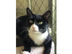 Adopt Lizzy a Domestic Shorthair / Mixed (short coat) cat in Fallbrook
