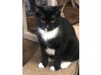 Adopt Jasper a Domestic Shorthair / Mixed (short coat) cat in Fallbrook