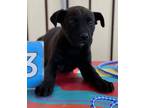 Adopt Caddi a Mixed Breed (Medium) / Mixed dog in Killen, AL (41322728)