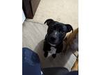 Adopt Peter Barker a Black - with White Mutt / Mixed dog in Spring Hill
