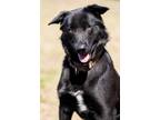 Adopt Princess & The Pea a Black - with White Jindo / Border Collie dog in New