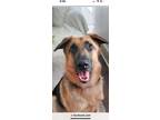 Adopt Chona a Brown/Chocolate - with Black German Shepherd Dog dog in Sealy
