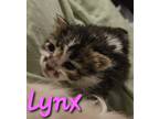 Adopt Lynx a White (Mostly) Domestic Mediumhair (long coat) cat in Willcox