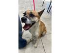 Adopt Mollie a Tan/Yellow/Fawn - with White Cattle Dog / Boxer dog in San Diego
